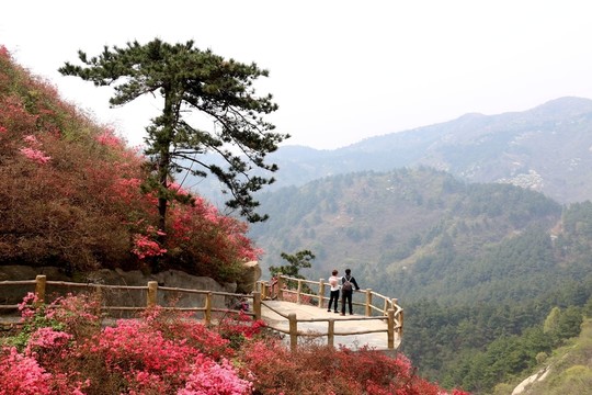 杜鵑花