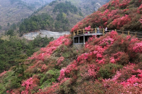 杜鵑花