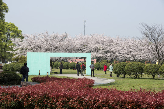 櫻花公園