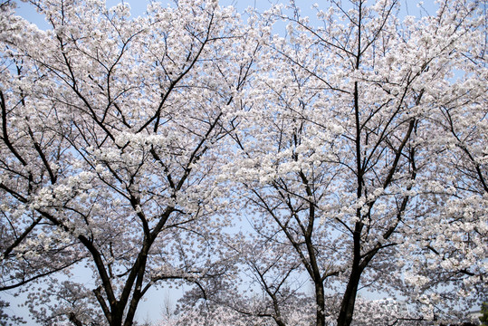 櫻花