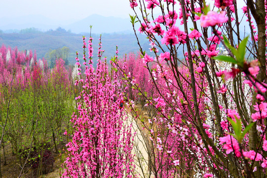 桃花林