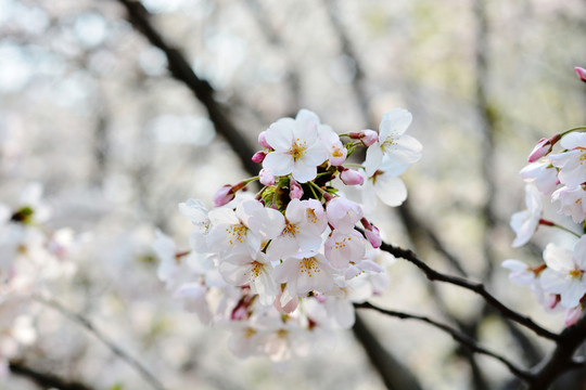 櫻花