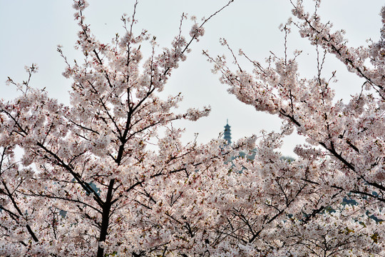 上方山 櫻花