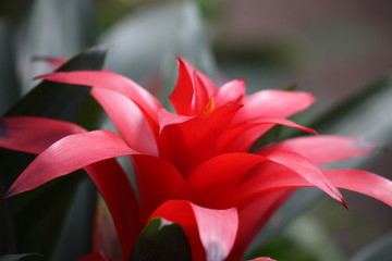 花卉 花朵 鴻運(yùn)當(dāng)頭 花 綠植