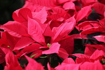 紅葉 花