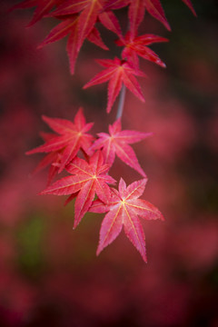紅葉
