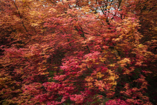 紅楓林