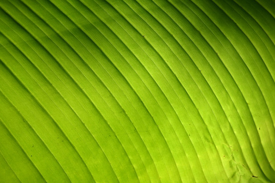 芭蕉葉紋理