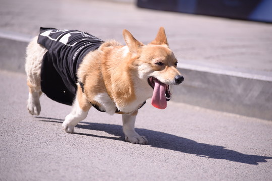 小狗
