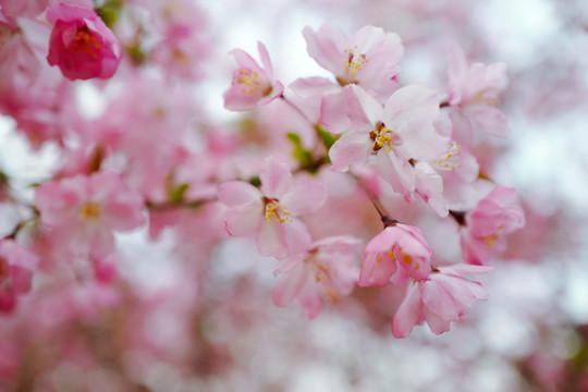春天 踏青 桃花 花卉 桃園