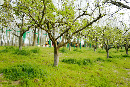 春天 踏青 桃花 花卉 桃園