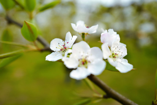 春天 踏青 桃花 花卉 桃園