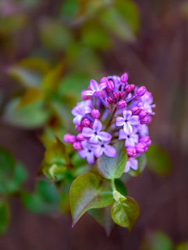 丁香花