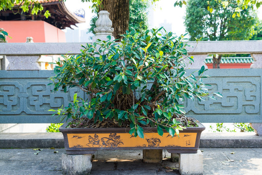 盆栽盆景園藝素材