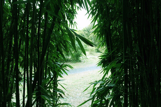 竹子 竹林 TIF格式 高清