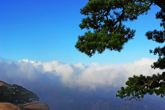 黃山 云海 迎客松