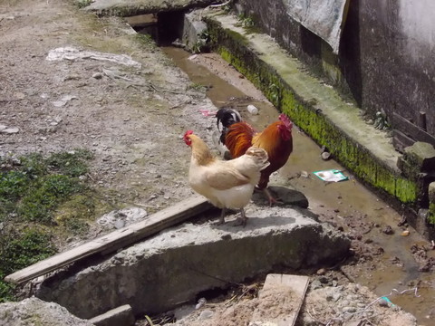 公雞母雞