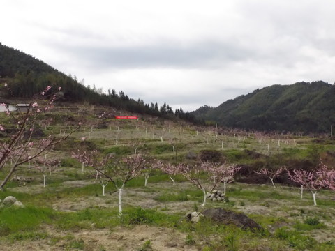 黃桃基地