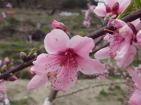 桃花美
