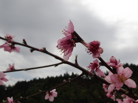 桃花爭妍