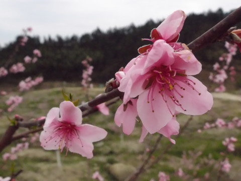 桃花