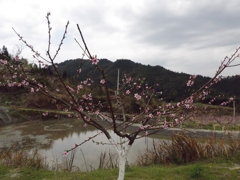 黃桃果園