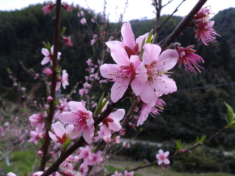 桃花爭(zhēng)艷