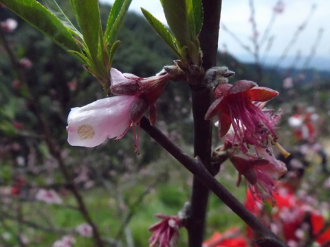 桃花