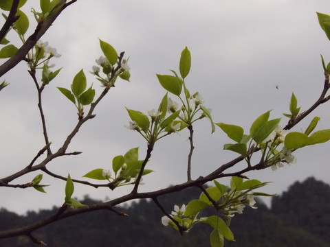 梨花枝頭