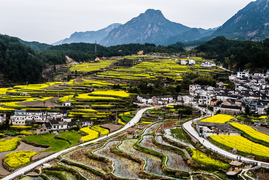 小山小路油菜花