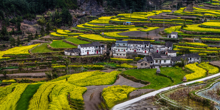 鄉(xiāng)間小路油菜花