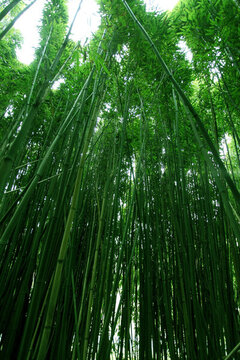 竹子 竹林 TIF格式 高清