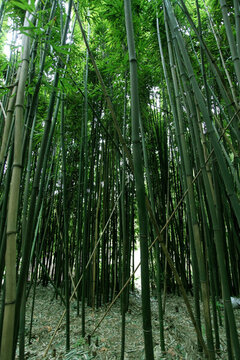 竹子 竹林 TIF格式 高清