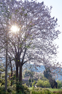 逆光泡桐樹(shù)花
