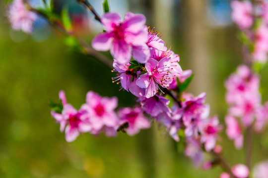 桃花