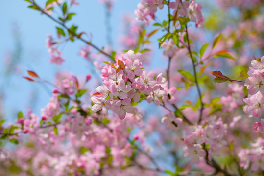 粉色櫻花