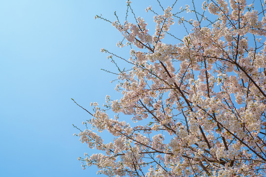 櫻花樹(shù)