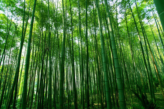 竹子 竹林 TIF格式