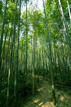 竹子 竹林