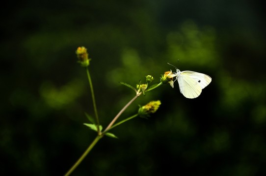 飛蛾與小花