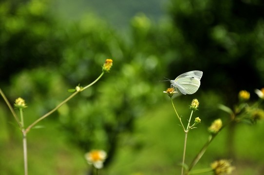 飛蛾與小花
