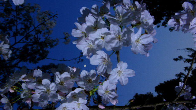 櫻花