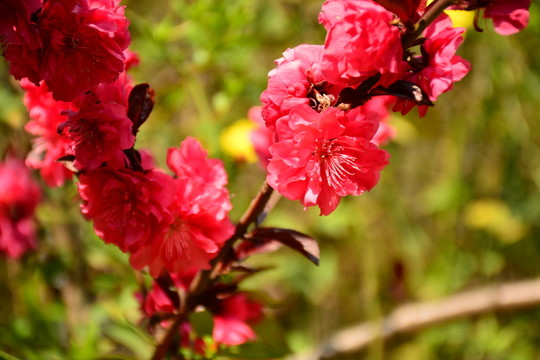 櫻花