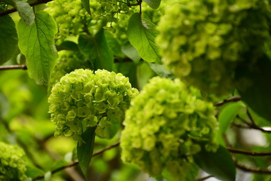 繡球花