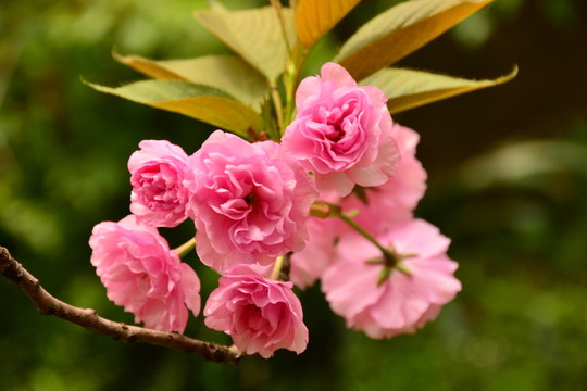 櫻花