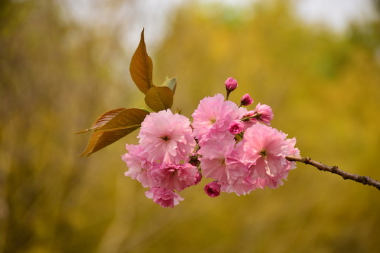 櫻花