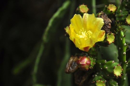 仙人掌花