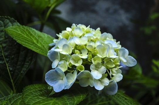 繡球花
