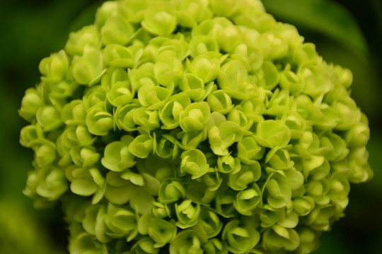 繡球花