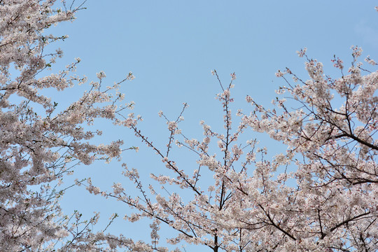 櫻花